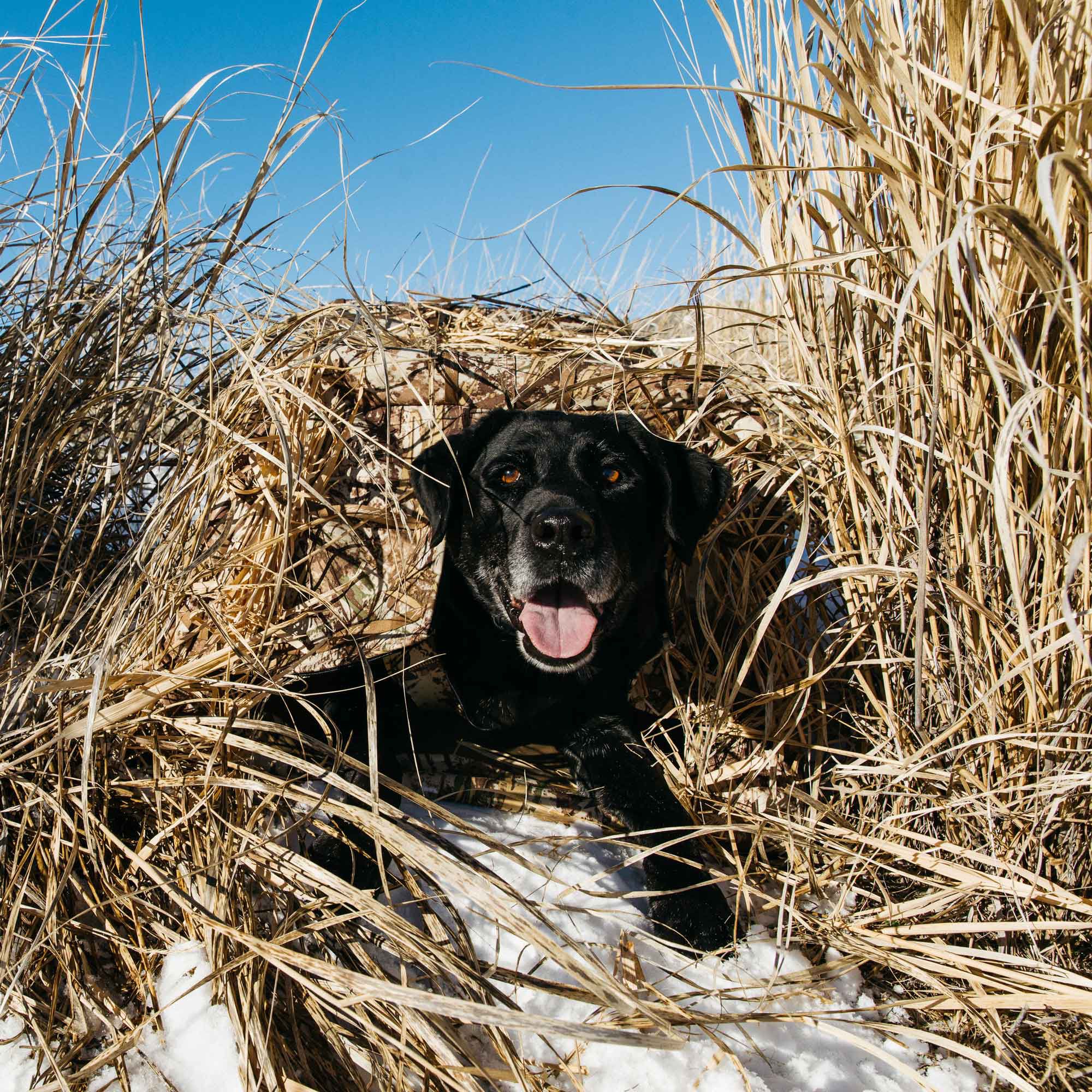 Tanglefree Little Buddy Dog Blind - Image 7